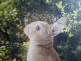 A Picture Of Hope (Peter Rabbit) - Original