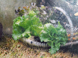 A Picture Of Hope (Peter Rabbit) - Original