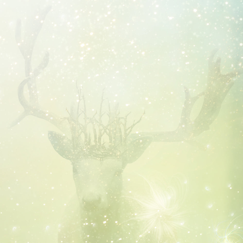 I'm Not Afraid (A Midsummer Night's Dream) - Standard Limited Edition