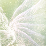 I'm Not Afraid (A Midsummer Night's Dream) - Standard Limited Edition