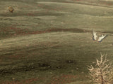 The Long & Winding Road (Wizard Of Oz) - Canvas Limited Edition