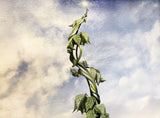 You Reap What You Sow (Jack & The Beanstalk) - Original