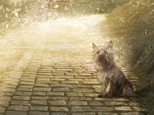 The Long & Winding Road (Wizard Of Oz) - Canvas Limited Edition