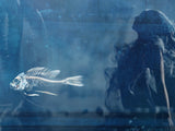 Underwater Love - Standard Limited Edition